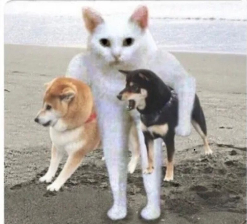 Create meme: shiba inu, shiba inu akita, Shiba inu 