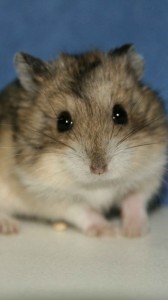 Create meme: Djungarian hamster