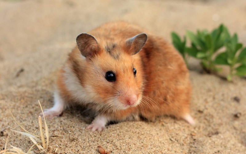 Create meme: the Syrian hamster , hamster , the Syrian hamster is golden