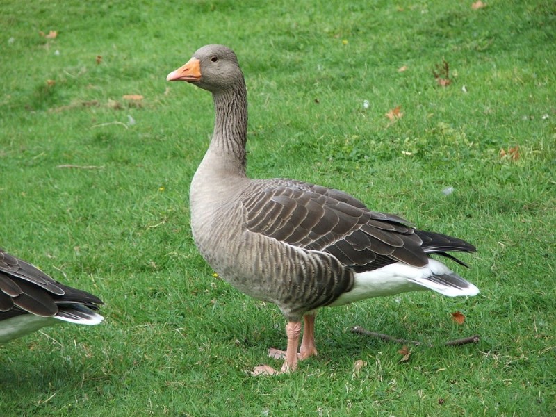 Create meme: a large grey breed of geese, grey geese, the breed of geese