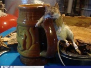 Create meme: eating hamster, photo mice funny, mouse drinking water