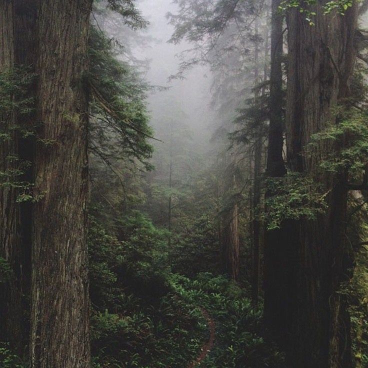 Создать мем: темный лес эстетика, лес пейзаж, лес в тумане