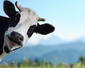 Create meme: calf, cow, cow's milk