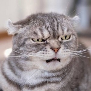 Create meme: cat, fold, Scottish fold