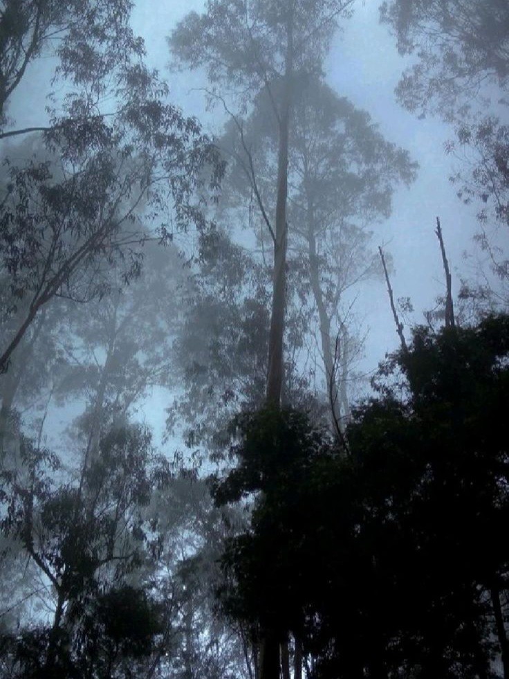 Create meme: misty forest, Royal eucalyptus Tasmania, landscape 