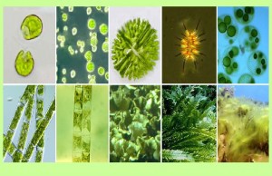 Создать мем: зеленые водоросли, хламидомонада ульва хлорелла спирогира, улотрикс спирогира ульва