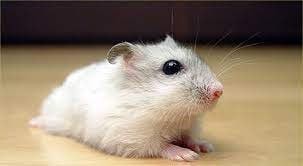 Create meme: Djungarian hamster, dzungarian hamster white, white hamster