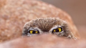 Create meme: owl, owl, owl eyes