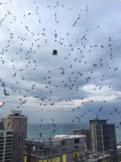 Create meme: rain of spiders, Rain of spiders in Australia, This guy has been protecting me from mosquitoes for a month