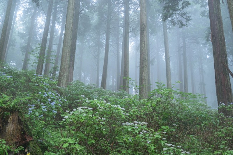 Create meme: forest fog, morning in the forest, forest 