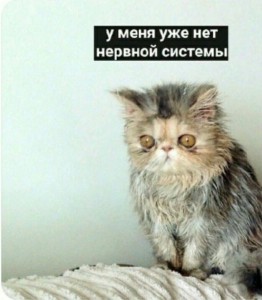 Создать мем: котэ, персидская кошка, невыспавшийся кот
