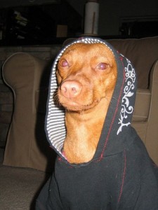 Create meme: dog gangster, dog Snoop Dogg, ISI