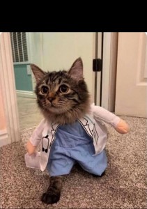 Создать мем: кот в костюме врача, милый котик доктор, кошка