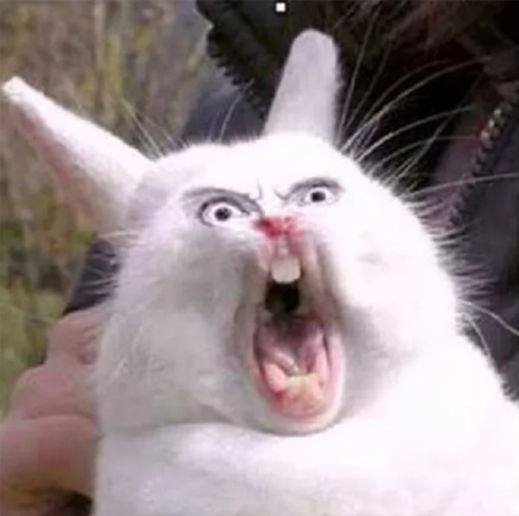 Create meme: a rabbit in shock, screaming Bunny meme, screaming hare 