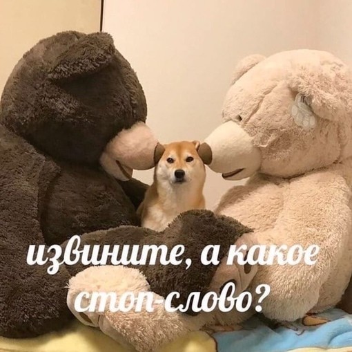 Create meme: and what is the safe word, animals cute, Teddy bear 