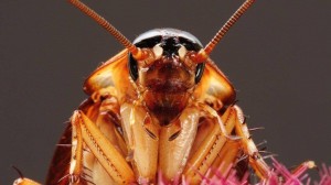 Create meme: cucaracha, cockroach meme, to dream of a lot of roaches what do you mean