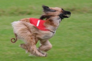 Создать мем: ветер в харю я фигарю, dobermann, west highland white terrier
