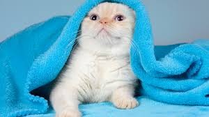 Создать мем: blanket, little kitten, шотландская вислоухая кошка ред пойнт