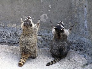 Create meme: raccoon Friday, raccoon, God rid the world of idiots pictures