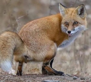 Create meme: Fox, the red Fox, Fox