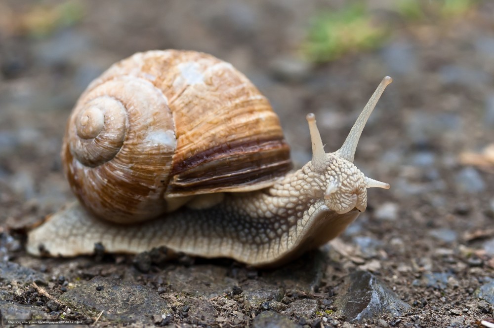 Создать мем: улитка с, улитка helix pomatia, брюхоногие моллюски ахатина