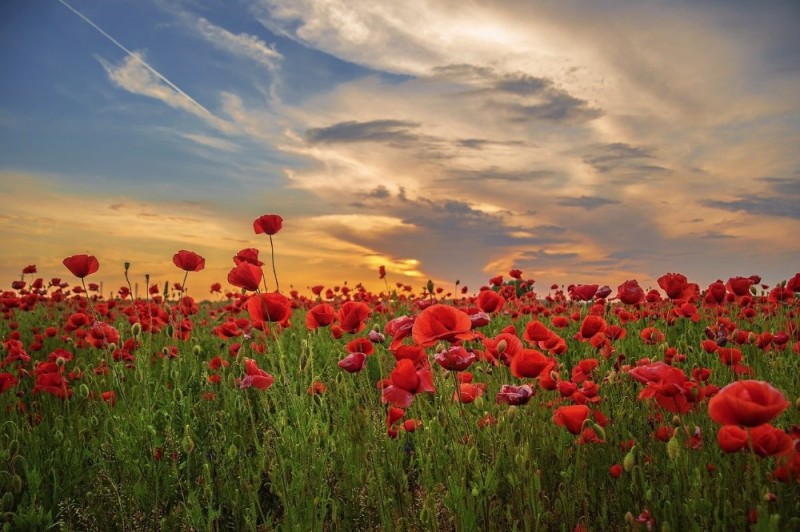 Create meme: poppy field at sunset, the flowers of the field, field of poppies