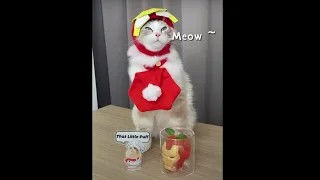 Создать мем: животные кошки, кошка, кошечка