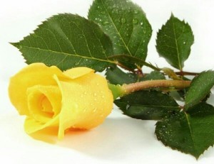 Create meme: embroidery roses, yellow roses the value, sarı gül