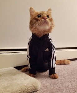 Create meme: a cat in a tracksuit, the cat in the Adidas, cats in adidas