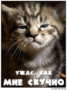 Создать мем: funny animals, приветливый котик, kitten