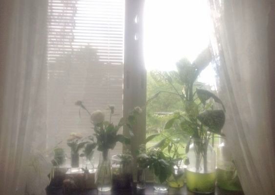 Create meme: a flower on the windowsill, indoor flowers on the windowsill, indoor plants on the window