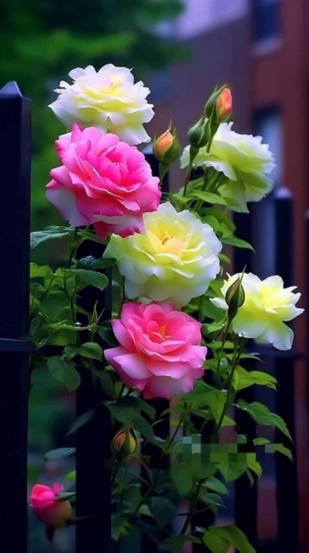 Create meme: beautiful flowers , flowers beautiful roses, beautiful roses 