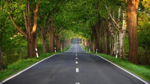 Create meme: tree, summer trees, the forest along the road