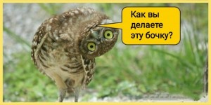 Create meme: owl bird, burrowing owl, owl