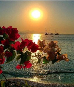 Create meme: sunset, flowers in dawn photos, poppies and sea photo