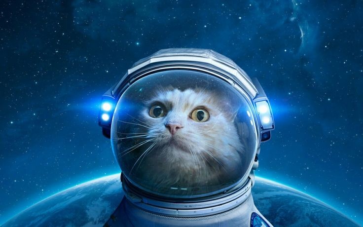 Create meme: cats astronauts, A cat in a space suit in space, cat in a spacesuit