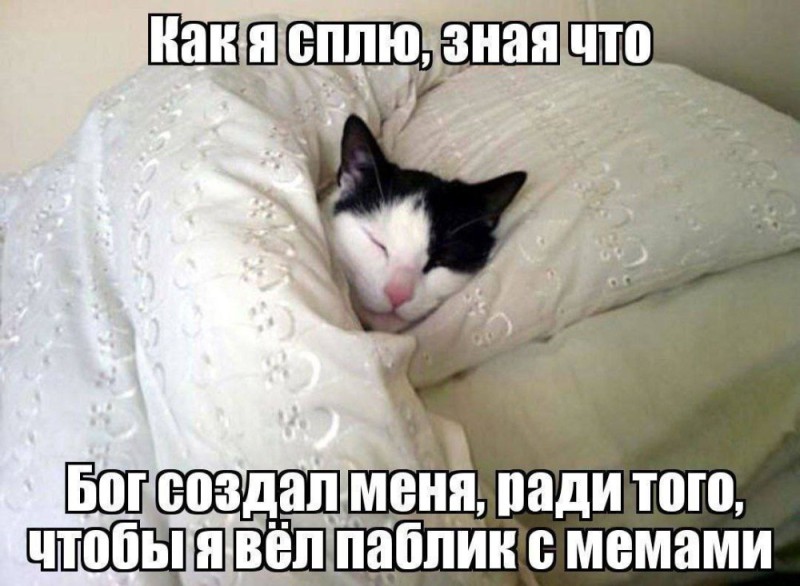 Создать мем: мемы смешные, коты, котики под одеялом