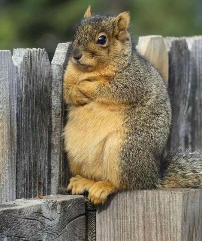 Create meme: red squirrel, fat protein, fatty protein