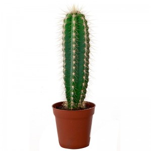 Создать мем: cactus cactus, красивое фото кактуса на белом фоне, трихоцереус белеющий