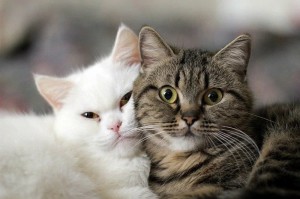 Создать мем: кошки обнимашки, милые котики пара, кошка