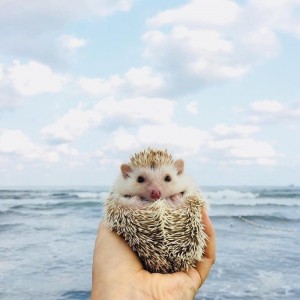 Create meme: hedgehogs animals, hedgehog, hedgehog traveler