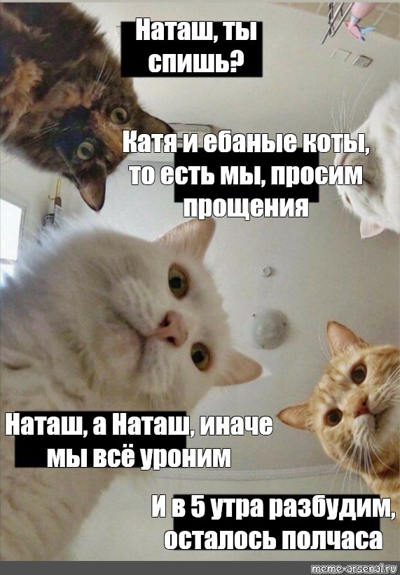 Наташа Ты Спишь Коты Картинки