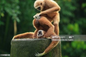 Create meme: Gibbon, white-handed Gibbon