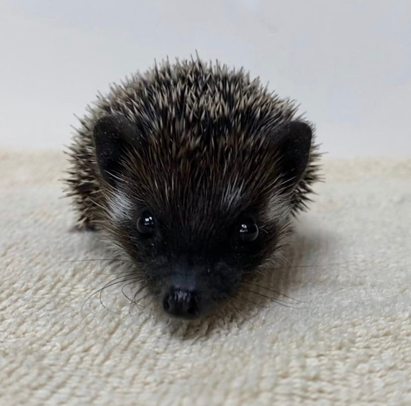 Подобрали ежика. African Hedgehog. Еж Мем. Африканский Ежик Мем. Фотографии карликового африканского ежа.