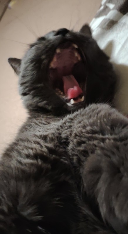 Create meme: cat , the cat screams, yawning cats