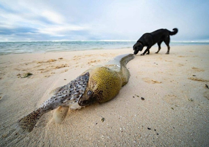 Create meme: fish hedgehog , Moray fish, giant moray eel