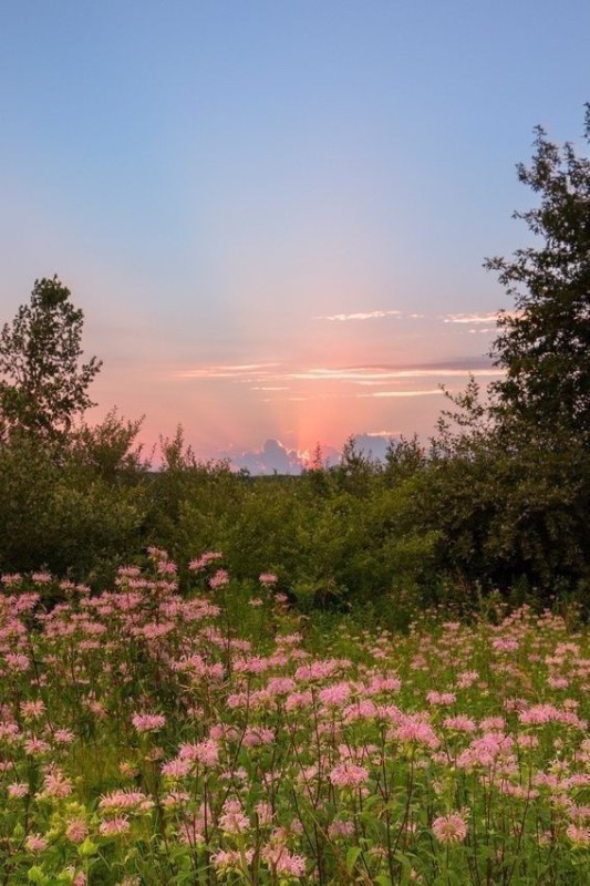 Create meme: meadow at dawn, landscape , landscapes of summer