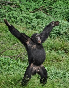 Create meme: chimpanzees, chimpanzees common, pictures of the chimpanzee