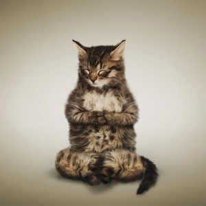 Create meme: cat, pictures of cats and meditation, the cat meditates photo