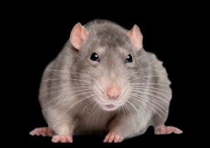 Create meme: rat, rat rat, rat mouse